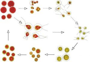 图4. 雨生红球藻不动孢子进入繁殖周期的示意图 （from algaecan.com）