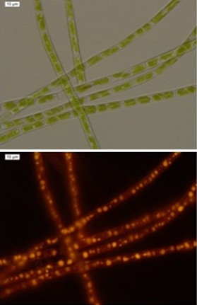 图1：高含油的淡水黄丝藻（Tribonema）