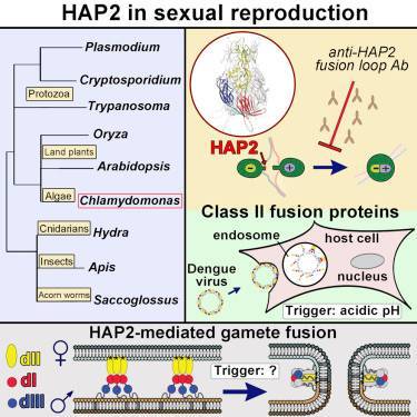 HAP2 in sexual reproduction