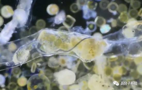 科学家首次拍摄到浮游生物吃塑料