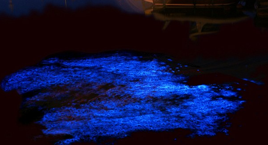 荧光海湾每加仑水海水涌动时散发出蓝绿色光辉