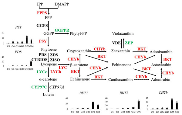 图1.小球藻中虾青素合成途径中相关酶的表达情况。红色表示表达上调的基因，绿色表示下调的基因，黑色表示不变的基因。