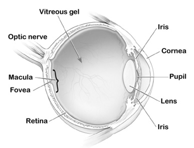 眼睛的构造