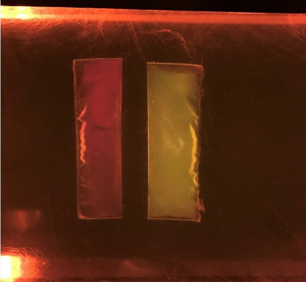 海大博士生林宏运找到硅藻基因密码，让硅藻从原本的发红光（左）变成发绿光（右）。