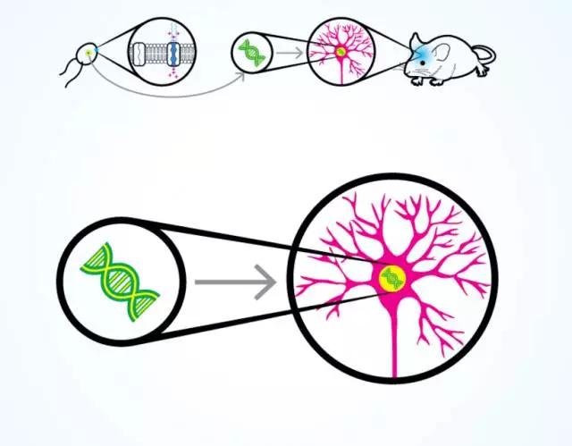 图 4/5：将这类藻生物控制光感蛋白的基因插入到老鼠大脑中特定神经元的 DNA 里。随后，老鼠的神经元的细胞膜上也相应生成了光感蛋白。