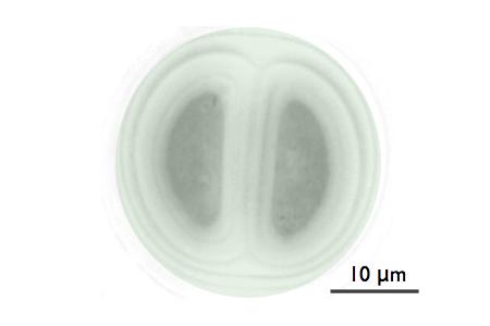 Ficher实验室拍摄的蓝藻光学显微镜图片
