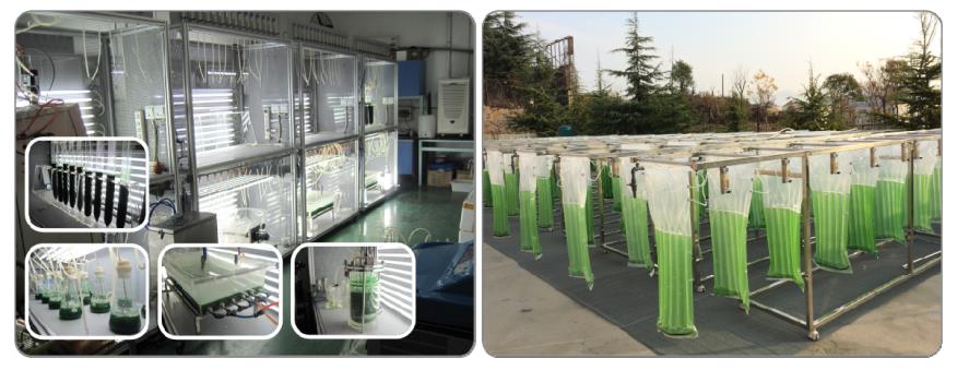 图2. 蓝细菌乙醇光合工程藻株的实验室培养和户外规模化培养