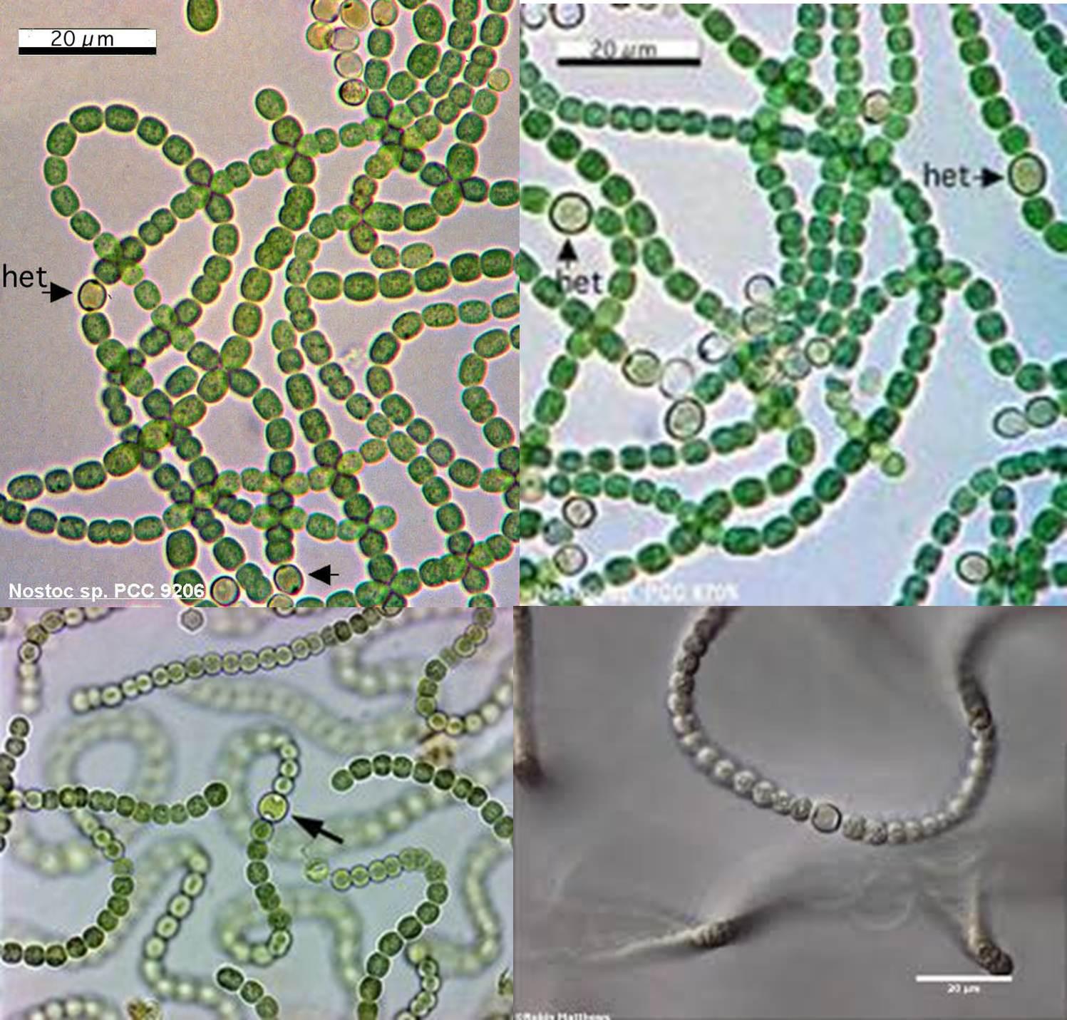 【原生生物界全系列-47】团藻目—团藻科 - 知乎