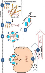 图10.β-胡萝卜素摄入的过程（Saini et al., 2015）