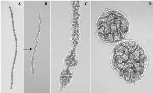 图11.葛仙米藻丝群体发育过程；A.藻丝，B.具有鞘的丝状体，C.非丝状体群体和D.丝状体群体。（引自邓中洋博士论文，2006）