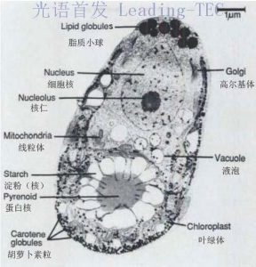 图3.电镜拍摄的盐藻细胞及亚细胞结构 （By Ami Ben-Amotz & Mordhay Avron）