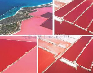 图6.赫特泻湖（Hutt Lagoon）作为盐藻养殖场 （Betatene公司，原属德国药企科宁公司Cognis，现属巴斯夫？） （*湖水的粉红色其实主要是由一种嗜盐细菌引起的，盐藻所形成的水色主要为黄棕色）