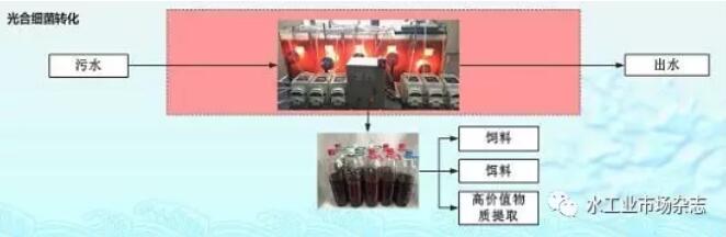 光合细菌转化途径