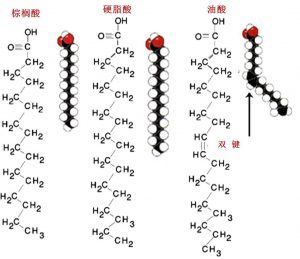 图1.脂肪酸的化学结构式和分子结构示意图