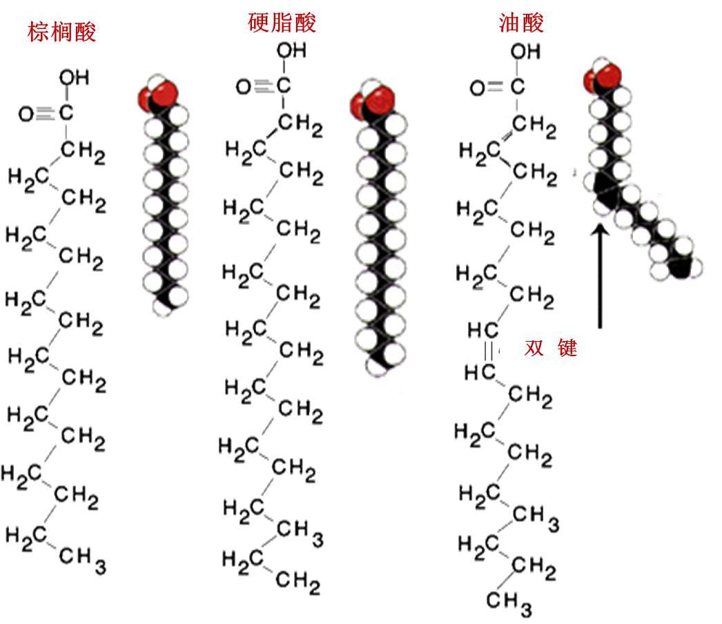 微藻与多不饱和脂肪酸 上海光语生物科技有限公司