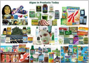图11.各类微藻产品