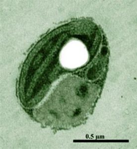 图11. 绿色游藻，个头小，不到一微米直径，年代久远，印象中是第一个被破获基因组的微藻种类（这个照片是藻被切成了片了，藻也逃不过被切片的命啊，呵呵）。