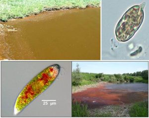 图13.眼虫形成的茶褐色（上图：Euglena sp. Wehr, J.D. and R.G. Sheath，2003））与血红色的藻华（下图：血红裸藻，E. Sanguinea，http://www.thefishsite.com/）