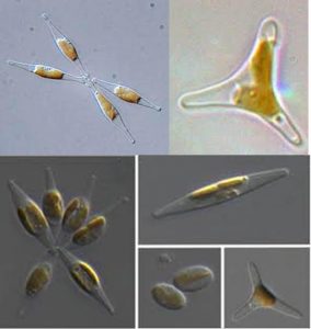 图13.三角褐指藻，这个藻在水产养殖中经常用，尤其是用来养虾苗贝苗等，名字里带了三角两字，不过它也经常有不是三角的模样，梭状、卵圆形都有。