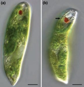 图14. Zimba等研究所用的两种眼虫（左为血红裸藻，E. Sanguinea；右为颗粒裸藻，E. Granulata，UTEX- LB2345），注意左图的血红裸藻并不显示红色。