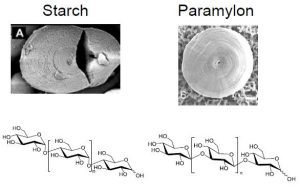 图16.淀粉（左）与副淀粉（右）显微结构与化学式的区别