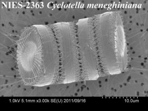 图16.梅尼小环藻的电镜照片，就像一个个圆饼干一样，本照片为日本藻库NIES-2363株。