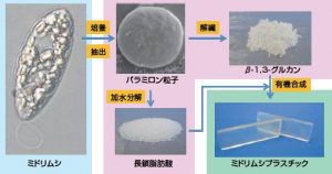 图18. 日本产业技术综合研究所、NEC公司与宫崎大学等单位联合开发了利用裸藻生产生物塑料的技术。