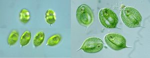 图2. 左为椭圆鳞孔藻（Lepocinclis ovum），右图为三棱扁裸藻（Phacus triqueter）