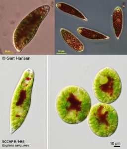 图20. 血红裸藻，上图颜色深重（http://cfb.unh.edu/），下图红色色素较少（SCCAP K-1466）。血红裸藻的细胞颜色因品系及培养条件有关。