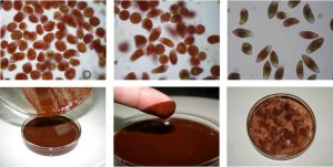 图22. 泰国梅州大学K. Sae-Tan等学者进行了血红裸藻培养，胞内类胡萝卜素含量达到干重0.4~0.5%。