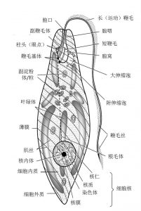 图3.眼虫的细胞结构示意图