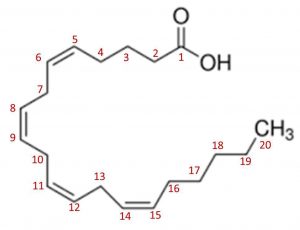 图3.花生四烯酸的化学结构式