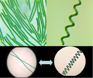 图3.直线型与螺旋线细胞群体，（图上左为直线型细胞株TBSM1-5，图上右为螺旋型细胞株TBSHX-1，均引自http://algae-lab.com/，下图引自http://www.spirulinaacademy.com/）