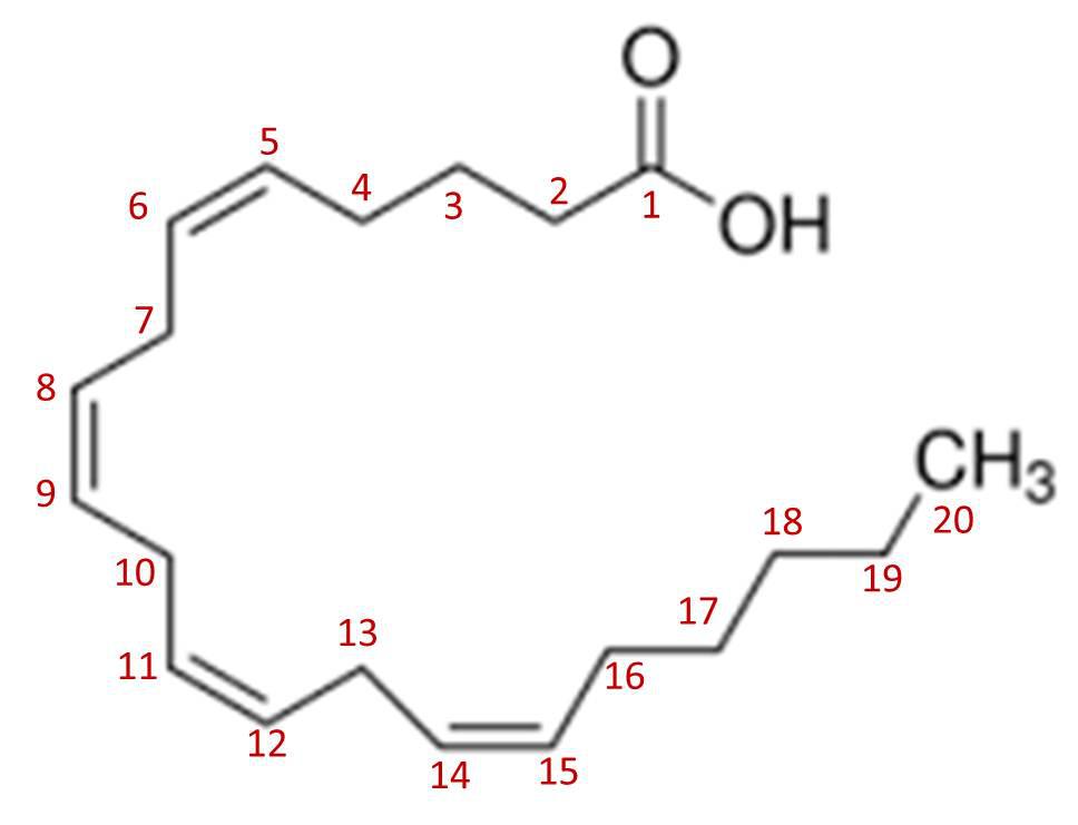 微藻与多不饱和脂肪酸 上海光语生物科技有限公司