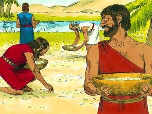 图5.圣经中描述的以色列人在荒漠中采集manna作为食物。