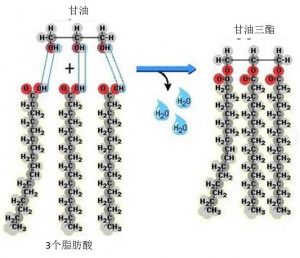 图5.甘油三酯形成的过程