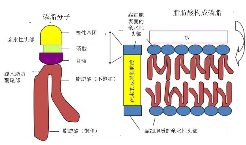 图6.细胞膜磷脂双分子层结构示意图。一个甘油、两个脂肪酸（饱和/不饱和）和一个磷酸构成一个磷脂分子，磷酸头朝外，脂肪酸尾朝内，尾尾相对组成双层。（如果脂肪酸都是饱和的，细胞膜无法形成，如果饱和的脂肪酸少了，就跟猪油一样凝结了！！！！）