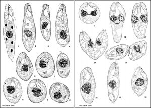 图6. 眼虫细胞分裂的过程（Woolford B. Baker,1926）