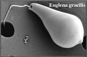图8. 电镜下小眼虫（E. gracilis）细胞体表的膜（pellicle）结构（https://msu.edu/）