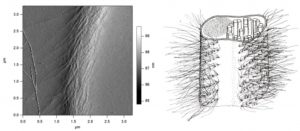 图9.电镜下小眼虫（E. gracilis）鞭毛的外观（左）及其结构示意图（右），（引自G. Rosati et al., 1991）