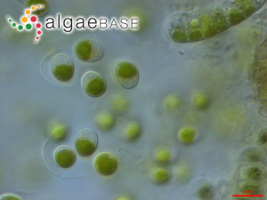 小球藻，Chlorella vulgaris Beyerinck  (Algaebase:5688)