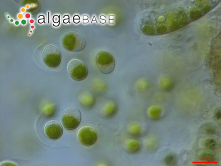 图1.小球藻，Chlorella vulgaris Beyerinck （Algaebase：5688）