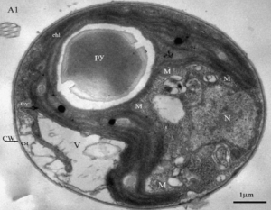 图2.小球藻透射电镜照片（Liu &Xiong，2009），“py”表示蛋白核。