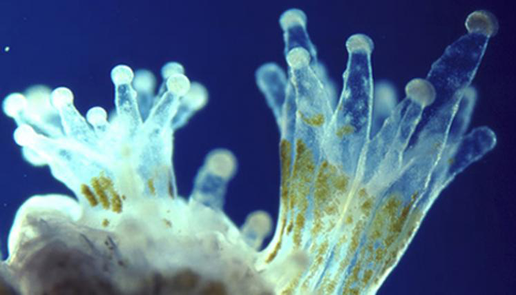 腔肠动物触手内明显可见的藻细胞群