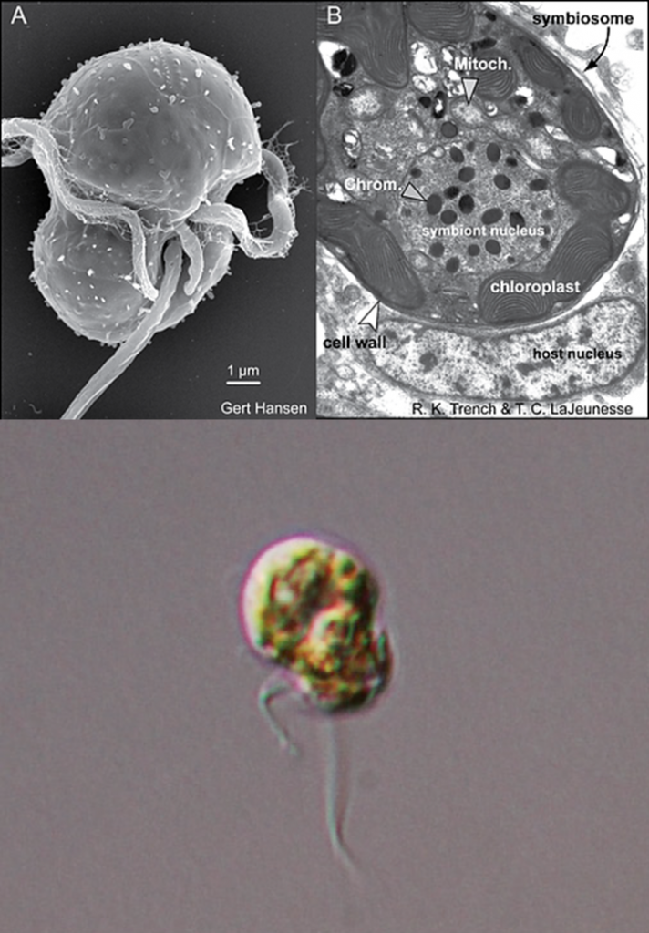 鞭毛虫状态的虫黄藻