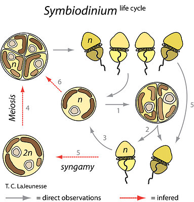虫黄藻（Symbiodinium）的生活史