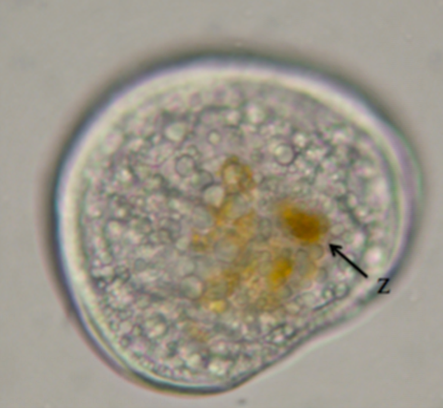 砗磲Tridacna crocea的面盘幼体