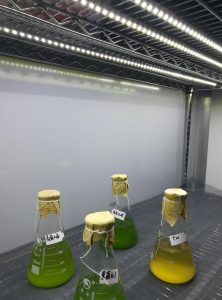 led顶光源藻类培养架