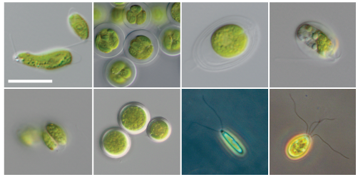与斑点蝾螈卵有关联的微藻类