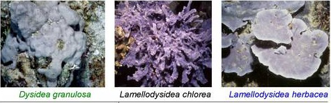 与海绵颤藻（O.spongeliae）有共生关系的三种海绵